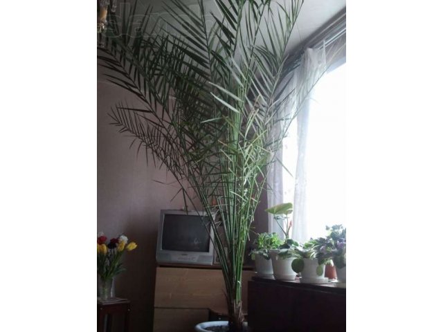 Пальма в городе Астрахань, фото 1, стоимость: 3 200 руб.