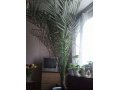 Пальма в городе Астрахань, фото 1, Астраханская область