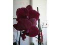 Продаю орхидеи фаленопсис, 12 штук, цвета разные. от 500 до 850руб в городе Барнаул, фото 1, Алтайский край