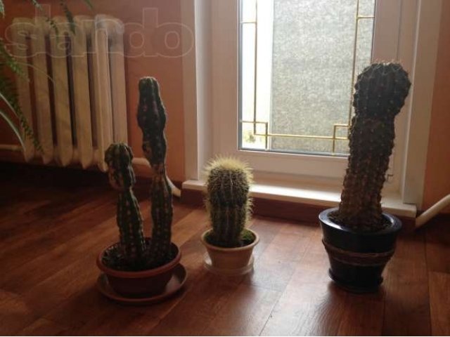 Продаю 3 цветущих кактуса в городе Владимир, фото 1, стоимость: 1 000 руб.