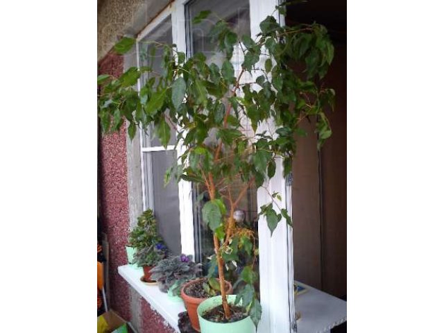 Продаю комнатные растения в городе Верхняя Пышма, фото 1, Свердловская область