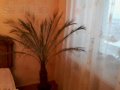 продаю пальму финиковую в городе Владимир, фото 1, Владимирская область