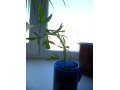 Продаю комнатное растение Оленьи рога в городе Курган, фото 1, Курганская область