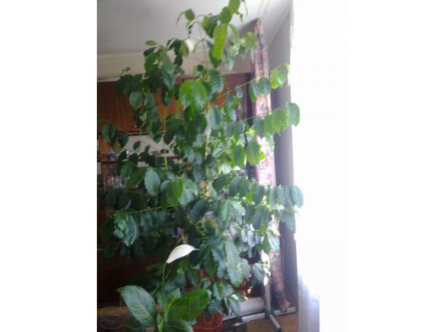 кофейное дерево в городе Майкоп, фото 3, Растения