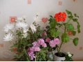 Комнатные цветы в городе Екатеринбург, фото 1, Свердловская область