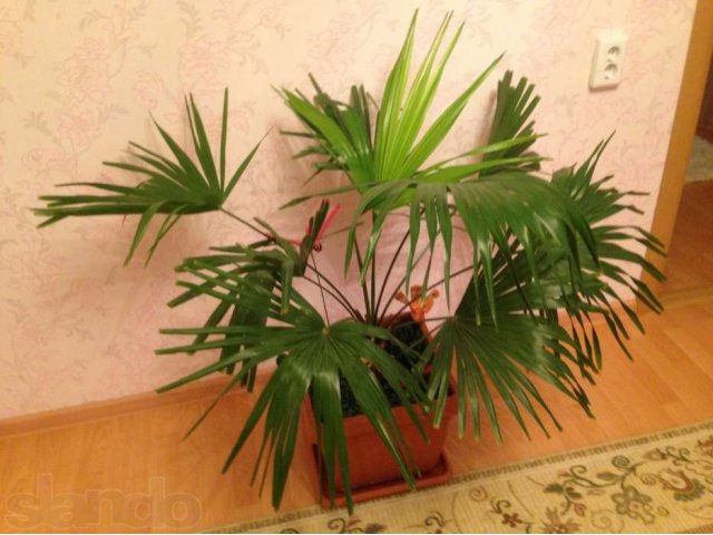Пальма в городе Сургут, фото 1, стоимость: 2 500 руб.