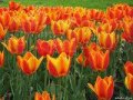 Тюльпаны экстра качества к 8 марта в городе Ижевск, фото 3, Растения