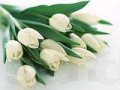 Тюльпаны экстра качества к 8 марта в городе Ижевск, фото 4, Удмуртия