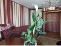 Комнатные растения из частной коллекции №3 в городе Екатеринбург, фото 1, Свердловская область