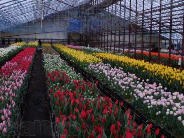 Тюльпаны в наличии от производителя оптом и в розницу в городе Екатеринбург, фото 1, стоимость: 20 руб.