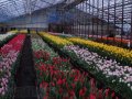 Тюльпаны в наличии от производителя оптом и в розницу в городе Екатеринбург, фото 1, Свердловская область
