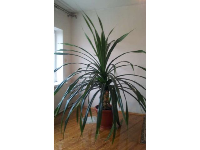 Продаю комнатное растение в городе Махачкала, фото 1, стоимость: 2 500 руб.