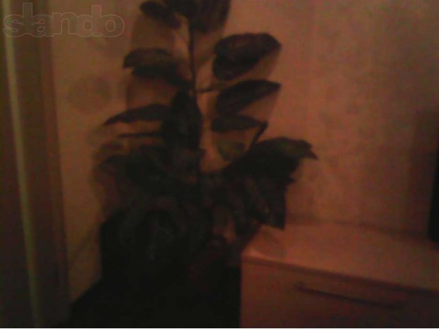 Шикарное искусственное растение 1,5м в городе Киров, фото 1, Растения
