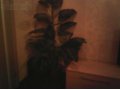 Шикарное искусственное растение 1,5м в городе Киров, фото 1, Кировская область