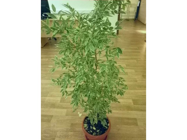 Фикус Бенджамина 1,5 м в городе Йошкар-Ола, фото 1, Марий Эл
