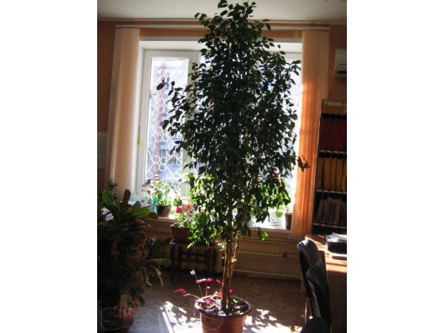 комнатное растение в городе Липецк, фото 1, Растения