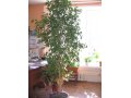 комнатное растение в городе Липецк, фото 2, стоимость: 5 000 руб.