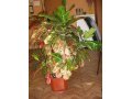 комнатное растение в городе Липецк, фото 1, Липецкая область