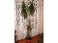 Комнатное растение Драцина в городе Архангельск, фото 1, Архангельская область
