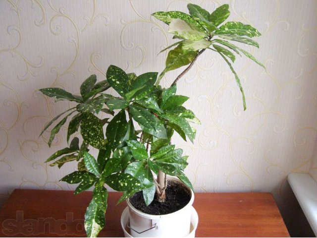 Продам комнатные растения в городе Ижевск, фото 1, стоимость: 111 руб.