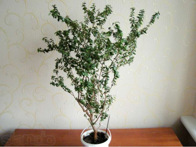 Продам комнатные растения в городе Ижевск, фото 4, стоимость: 111 руб.