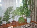 Продам комнатные рстения в городе Новошахтинск, фото 1, Ростовская область