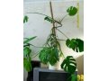 Домашнее растение Монстера в городе Сургут, фото 3, Растения