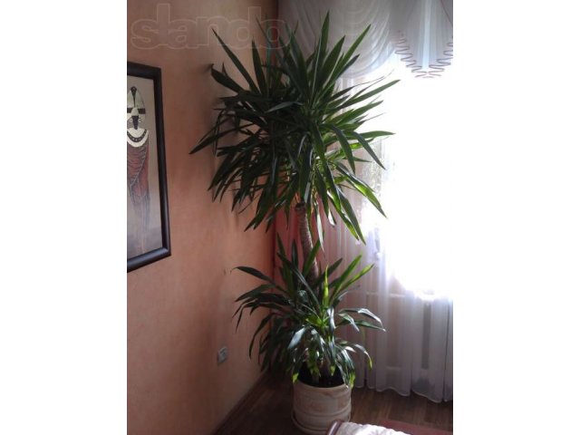 ЮККА комнатное растение в городе Калининград, фото 1, Растения