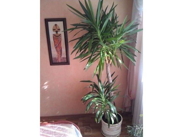 ЮККА комнатное растение в городе Калининград, фото 2, Калининградская область