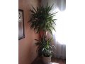ЮККА комнатное растение в городе Калининград, фото 1, Калининградская область