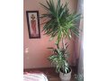 ЮККА комнатное растение в городе Калининград, фото 2, стоимость: 10 000 руб.