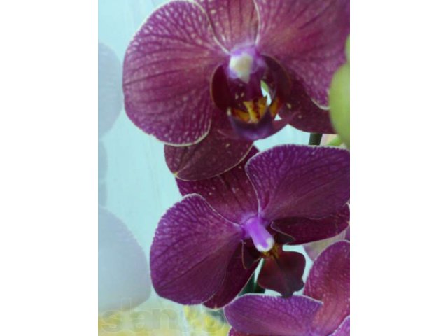 ПРОДАЮ Орхидеи в городе Дятьково, фото 1, стоимость: 590 руб.