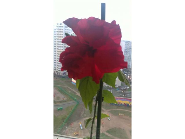 Гибискус - китайская розаус - китайская роза в городе Москва, фото 1, стоимость: 500 руб.