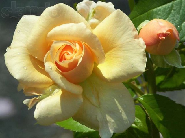 продаю кусты роз в городе Краснодар, фото 2, стоимость: 40 руб.