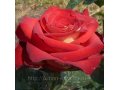 Саженцы кустов роз в городе Краснодар, фото 1, Краснодарский край