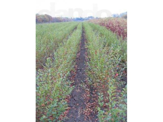 Саженцы кизильника блестящего. Оптом и в розницу. в городе Саратов, фото 1, Садовые растения