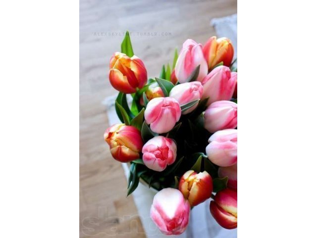 Голландские тюльпаны в городе Северск, фото 3, Томская область