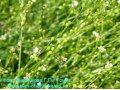 Катран абиссинский и другие редкие растения. Семена почтой по России. в городе Тюмень, фото 1, Тюменская область