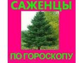 Продаю саженцы декоративных деревьев. в городе Азнакаево, фото 1, Татарстан