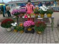 Черенки хризантемы мультифлора в городе Кунгур, фото 1, Пермский край