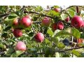 Саженцы яблони продам в городе Красноярск, фото 1, Красноярский край
