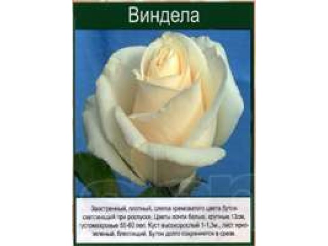 Саженцы уральких роз в городе Екатеринбург, фото 1, Садовые растения