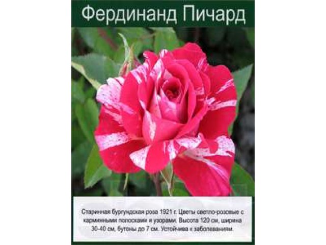 Саженцы уральких роз в городе Екатеринбург, фото 3, стоимость: 40 руб.