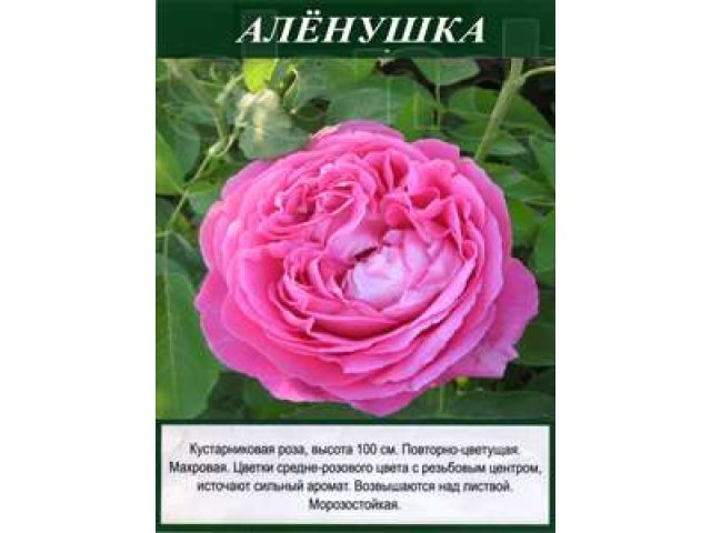 Саженцы уральких роз в городе Екатеринбург, фото 4, Садовые растения