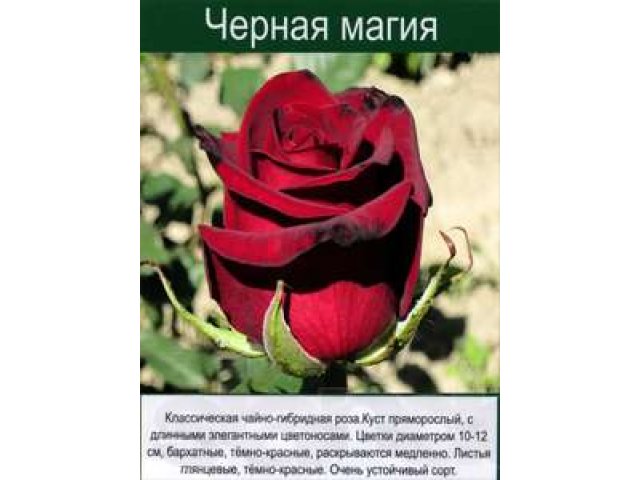 Саженцы уральких роз в городе Екатеринбург, фото 6, стоимость: 40 руб.