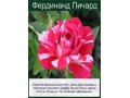 Саженцы уральких роз в городе Екатеринбург, фото 3, Садовые растения