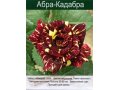 Саженцы уральких роз в городе Екатеринбург, фото 5, стоимость: 40 руб.