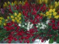 Цветы, тюльпаны в городе Тюмень, фото 1, Тюменская область