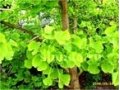 Гинкго билоба -дерево жизни- растение мезозойской эры - саженцы в городе Горячий Ключ, фото 1, Краснодарский край