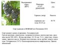 саженцы винограда амурского, зимостойкого, недорого в городе Великие Луки, фото 1, Псковская область